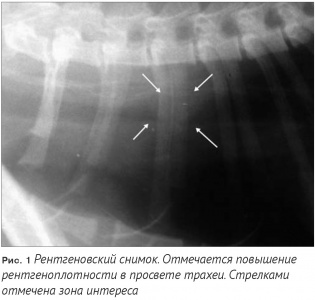        .     / Clinical case of malignant tracheal obstruction in older cat. Short-term outcome of palliative therapy