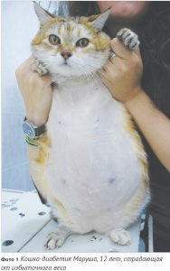    :   ? / Diabetes mellitus in cats: how to simplify the problem?