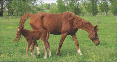   :    / Inheritable defects of horses: diagnosis and prevention