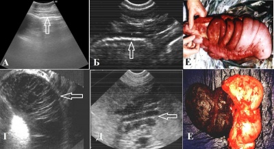          - /Improved Methodology of Abdominal Ultrasonography in Horses with Gastrointestinal Disease