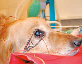      /The use of flash electroretinography in veterinary medicine