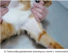 Диагностический подход и терапия при невоспалительной алопеции у кошек / Diagnostic approach and therapy of feline non-inflammatory alopecia