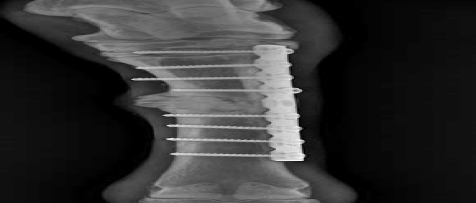 Рентгенологической снимок конечности лошади через 6 месяцев после операции