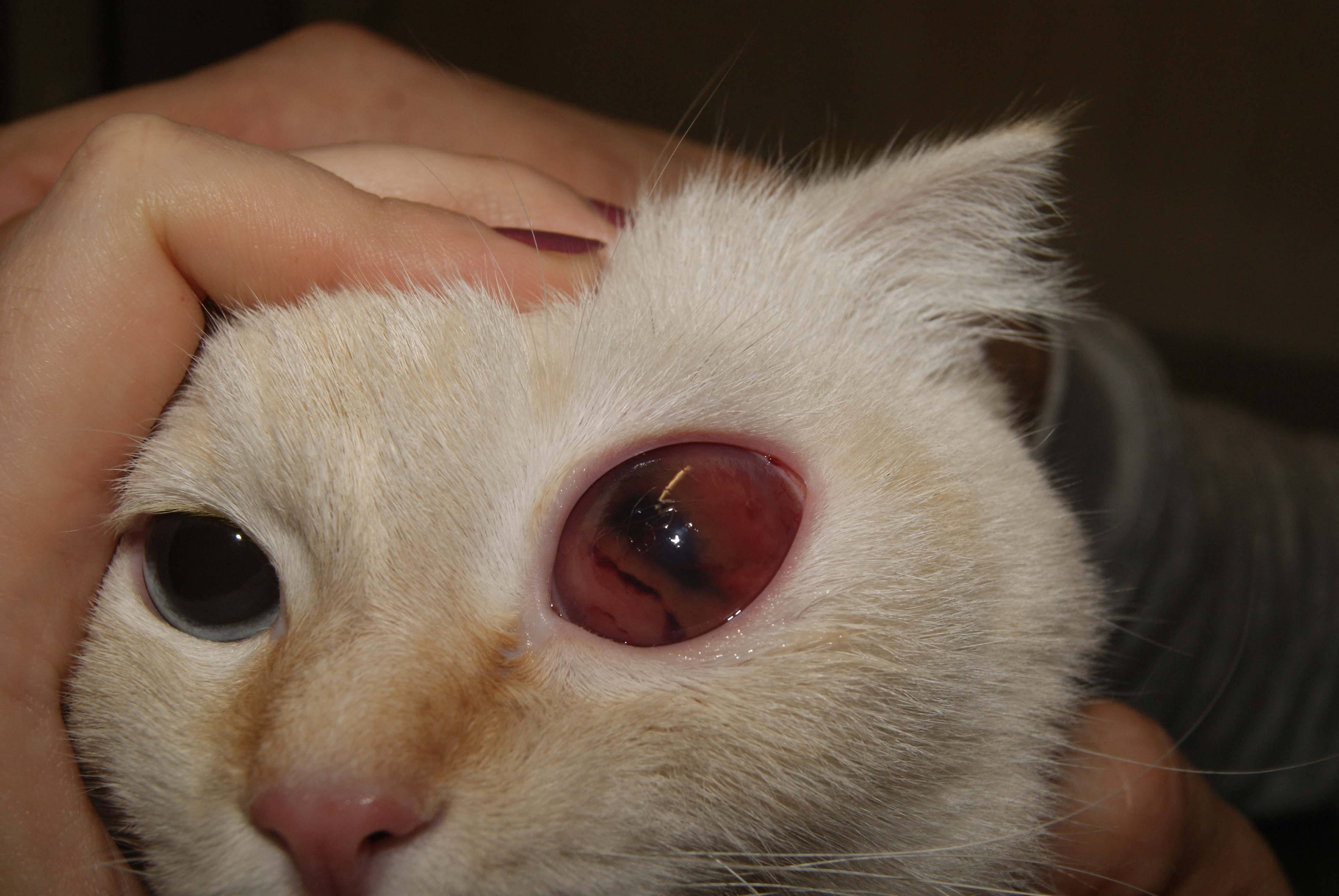 Рис.15 Лимфома у кошки с FeLV: А,Б-Терминальная глаукома с буфтальмом левого глаза