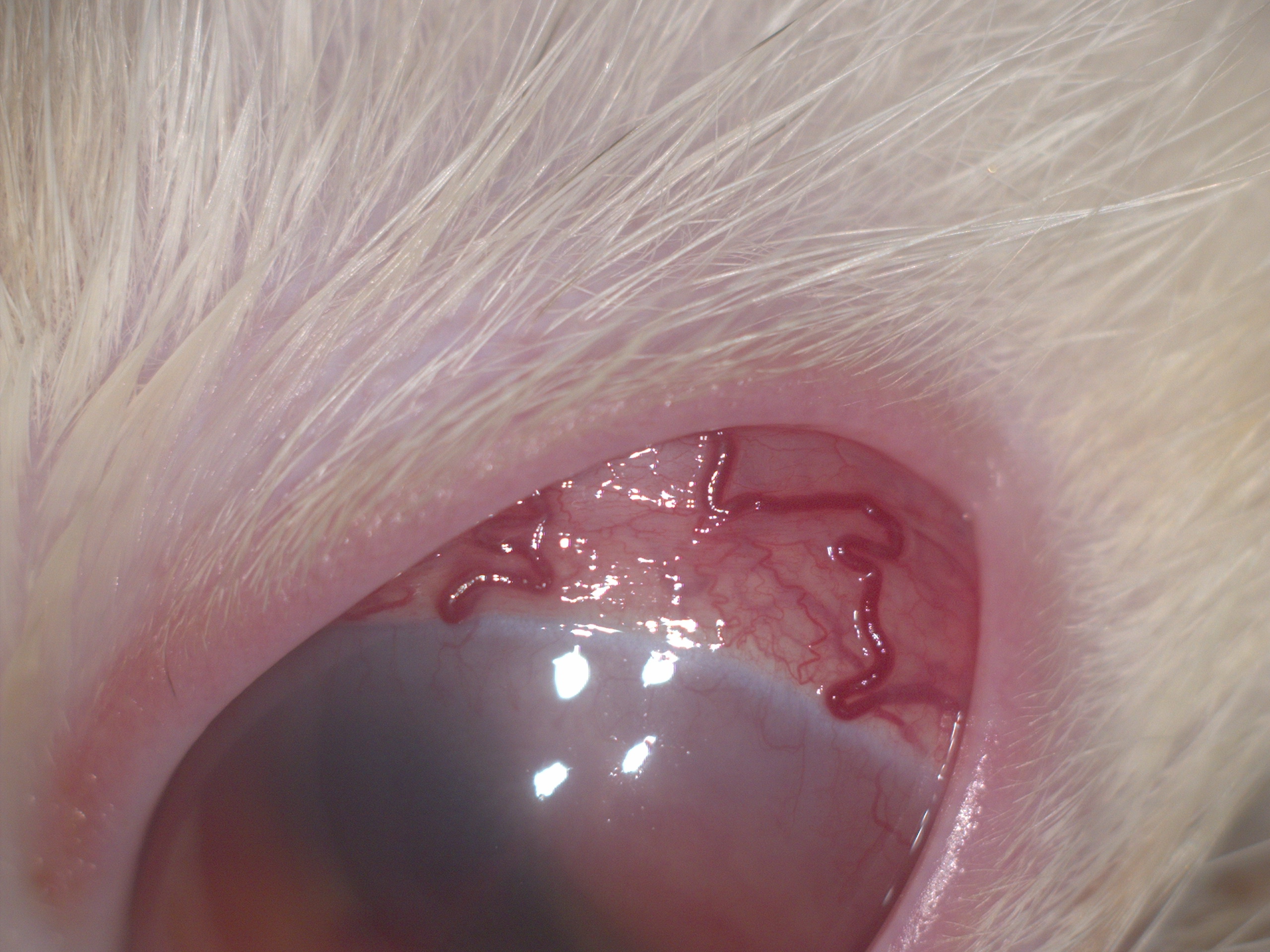 Инъекция сосудов склеры на фоне увеита и глаукомы