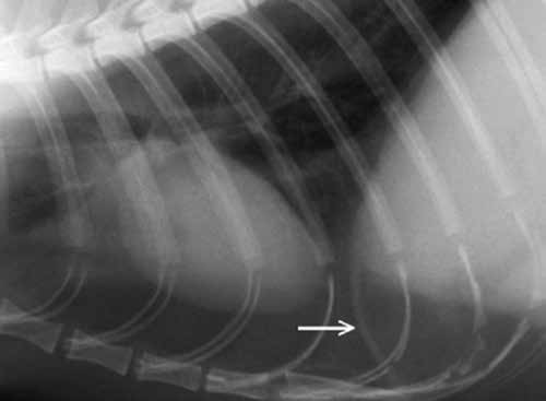 Это рентгенограмма одного упитанного кота. Однако иногда хорошо быть толстым, так как тогда твоя диафрагма может быть очень хорошо видна. И врачам будет проще понять, целая она, как на этом рентгене, или нет, как на двух следующих.