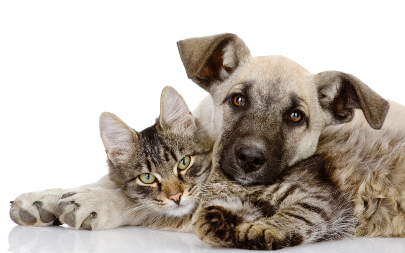 Ветврач назвал основные аллергены для кошек и собак