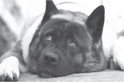 Реферат: Эффективность иммунотерапии при атопическом дерматите у собак