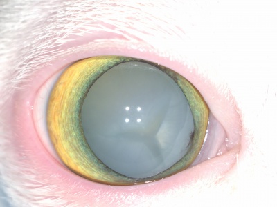 Таурин-дефицит (центральная дегенерация сетчатки) у кошек /Taurine deficiency/Feline central retinal degeneration/FCRD