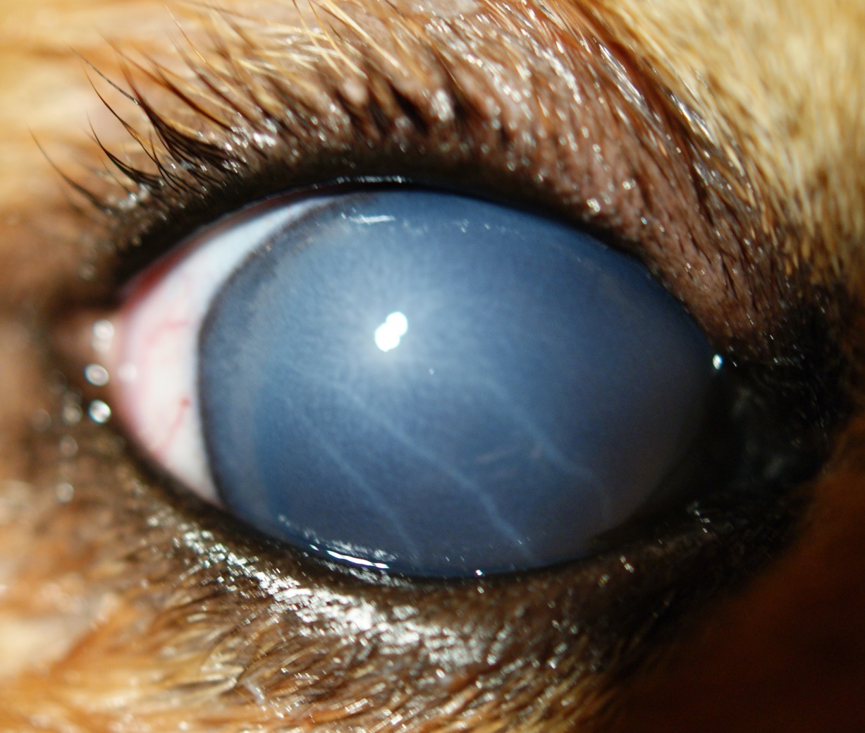 Рисунок 7. Вторичная ПУГ у собаки породы чау-чау. Четко видны линейные дефекты на роговице – полосы Хааба.