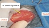 Тиреоидэктомия: гипертиреоидизм кошек. Опухоли щитовидной железы у собак