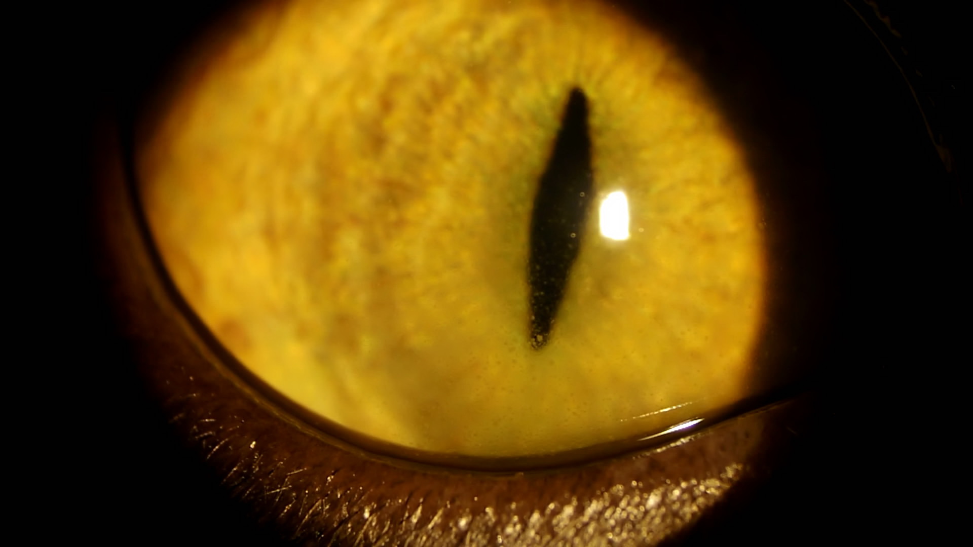 Рис.17 Передний увеит,увеальная глаукома,хориоретинит,гипервискозный синдром и неврит ДЗН у кота с FeLV ,FIP(глазное дно на левом глазу изначально не просматривалось).