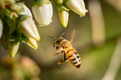 Пчеловодческие хозяйства столкнулись с угрозой нозематоза