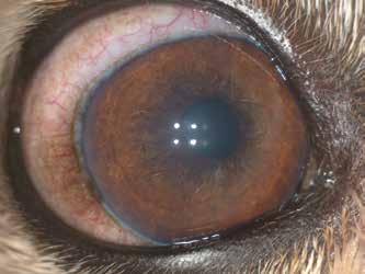 Внешний вид переднего отрезка и картина глазного дна глаза собаки с первичной глаукомой после проведения лазерной процедуры (отек ДЗН уменьшился, но появились небольшие кровоизлияния на сетчатке и перипапиллярная отслойка сетчатки)