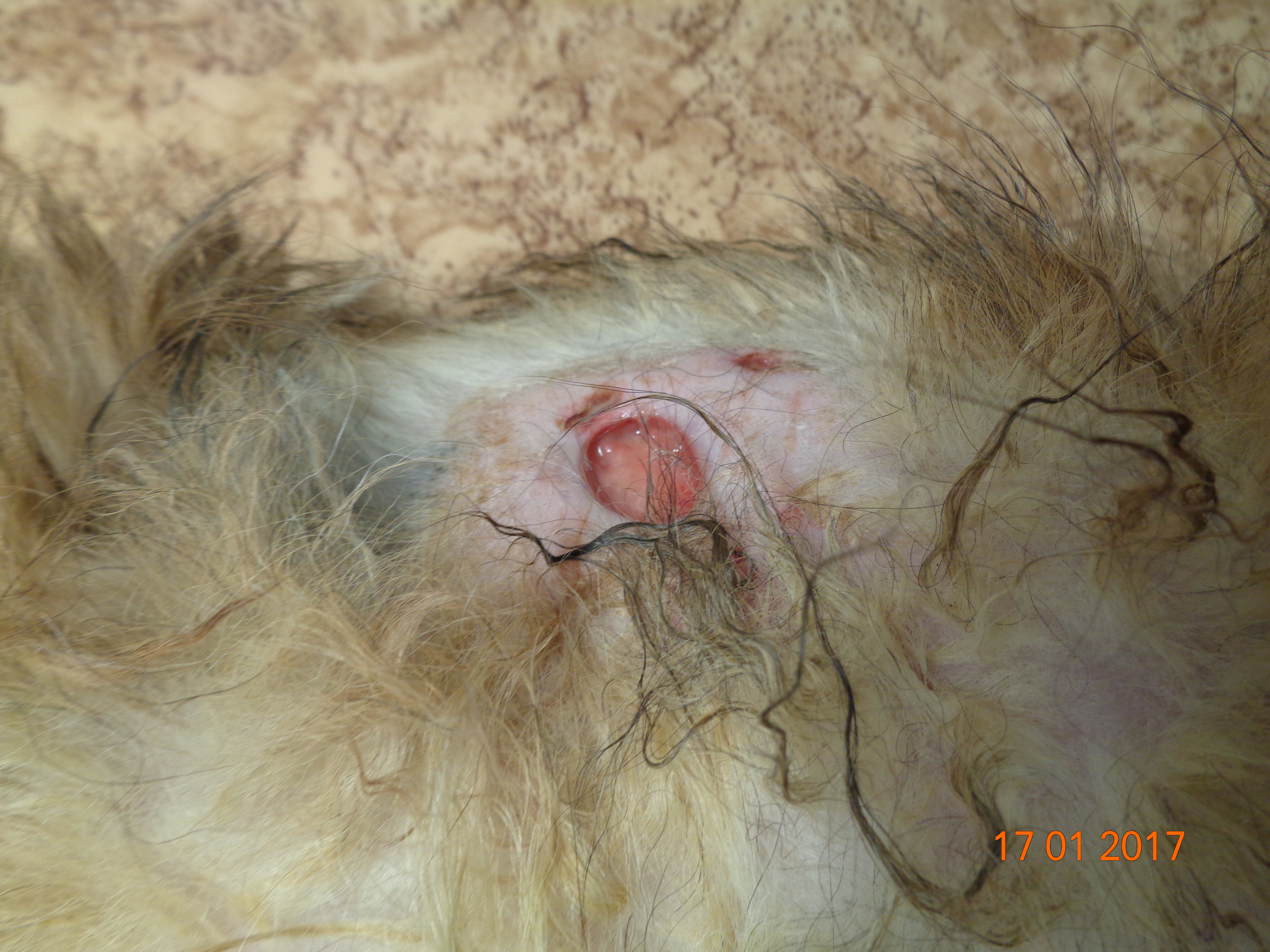 Стерильный идиопатический нодулярный панникулит у шелти. Подкожные узлы в области туловища с изъязвлением и обильной экссудацией