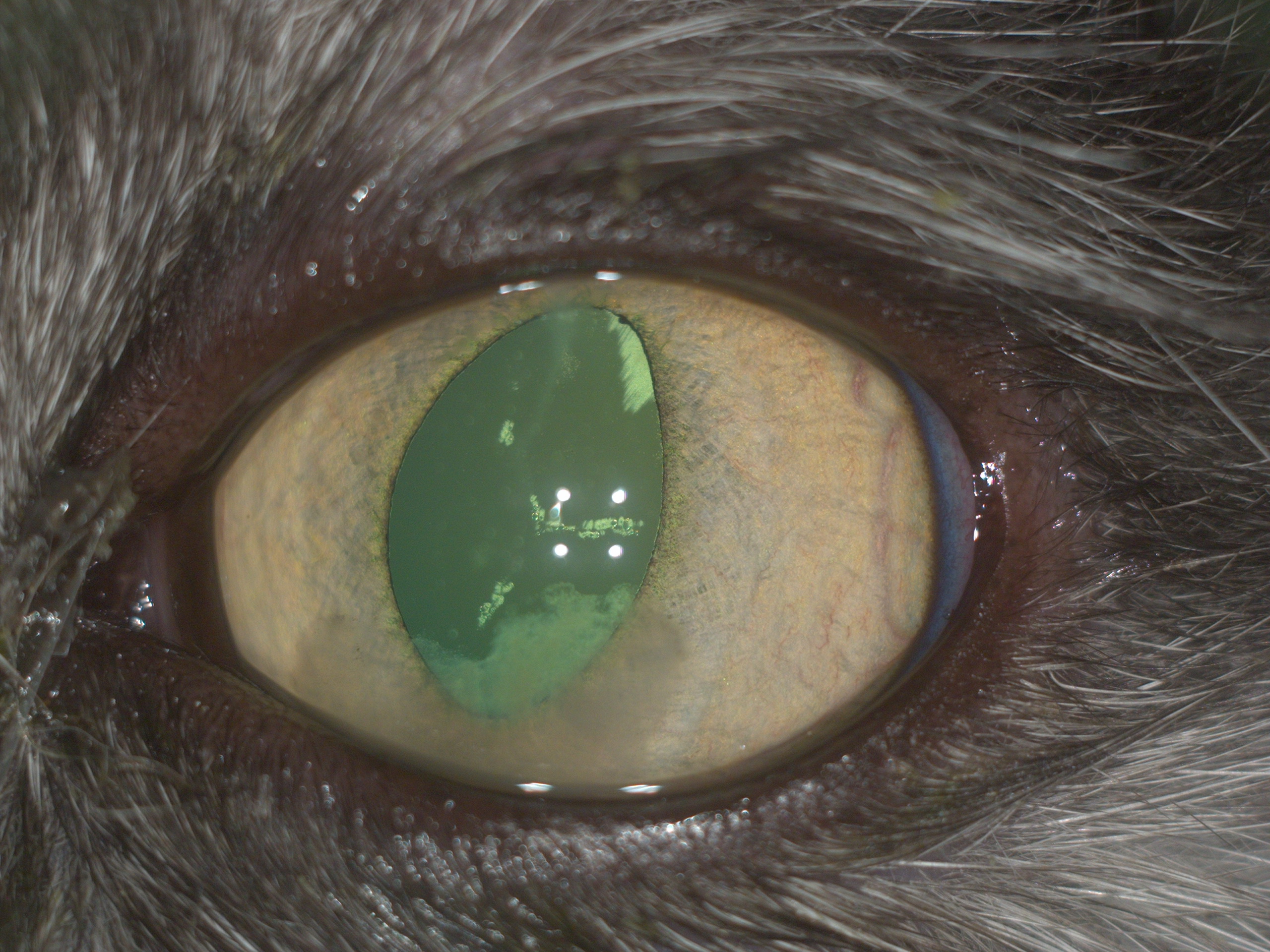 Рис.5 Передний увеит и изменения в хрусталике левого глаза у кошки с FeLV с Рис.1 (до мидриаза).