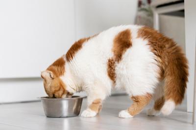 Опубликованы новые рекомендации по лечению кошек без аппетита