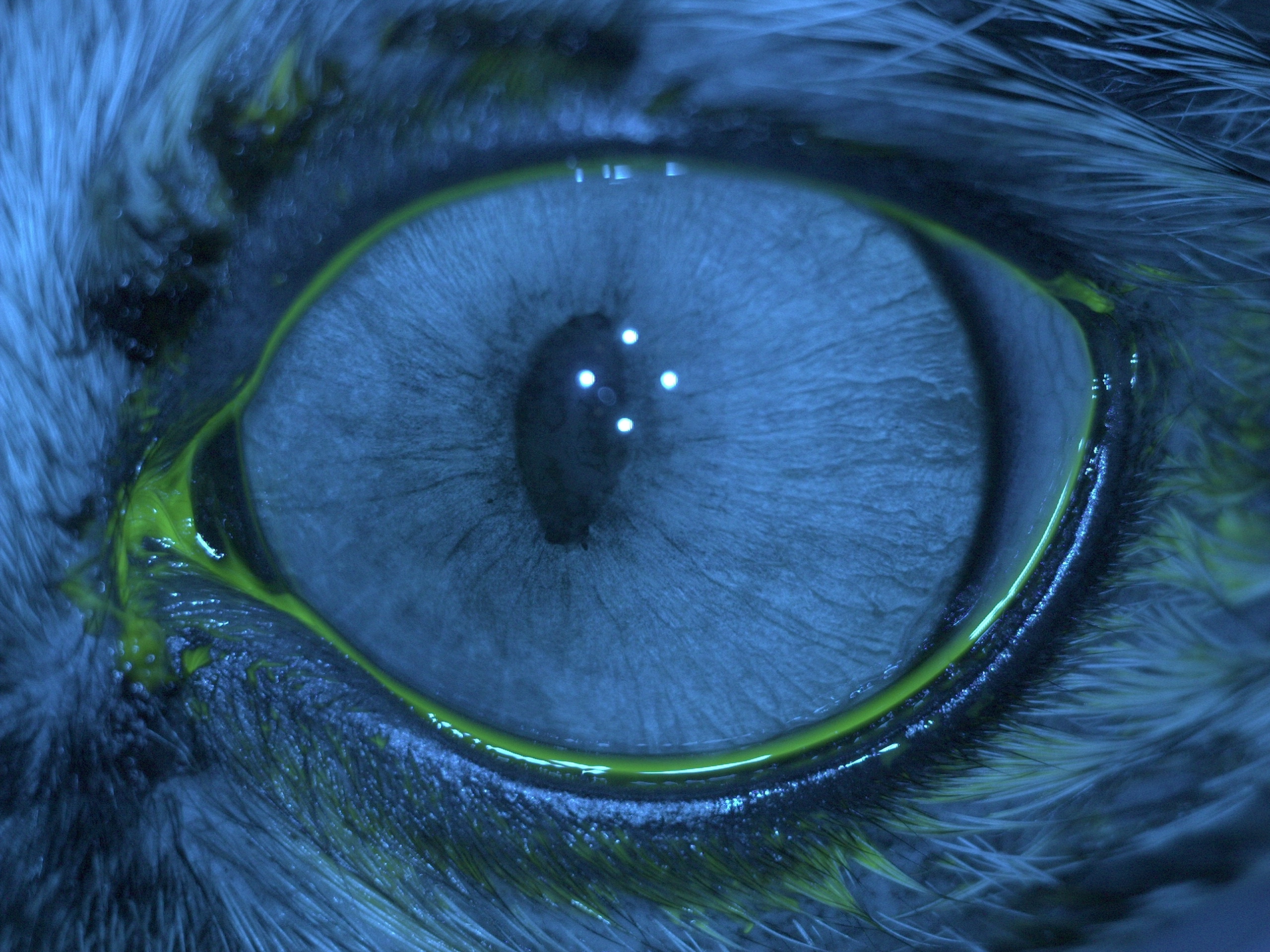 Рис.16 а-е Кошка с FeLV:Левый глаз:терминальная глаукома с буфтальмом,бомбаж радужки и дегенерация роговицы по типу Arcus lipoides(отложение липидов).Правый глаз:признаки хронического переднего увеита с выраженными задними синехиями и хронический хориорет