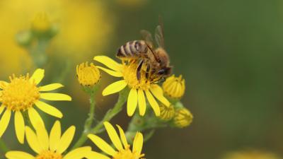 Россельхознадзор приостановил обращение четырех лекарственных препаратов для пчел производства ООО «АПИ-САН»