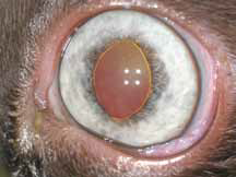 Кот с токсоплазмозом. На фото переднего отрезка двусторонний выраженный передний увеит с преципитатами на эндотелии роговицы (фото до и после мидриаза; левый глаз хуже). На фото глазного дна признаки левостороннего острого хориоретинита и локальной отслой