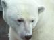 Ветеринары из Москвы вылетели спасать в Заполярье медведя с застрявшей в пасти банкой сгущенки