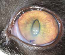 Двусторонний гранулематозный передний увеит с роговичными преципитатами и задними синехиями у кошки с сухой формой FIP(фото до и после мидриаза),при офтальмоскопии признаки гипервискозного синдрома.