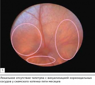      / Normal variation of cats ocular fundus