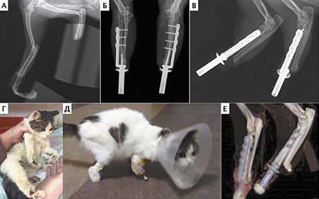 А – рентгенограмма грудных конечностей кошки при поступлении. Отмечается травмати- ческая ампутация слева до уровня диафизарного сегмента предплечья; справа – сни- жение рентгеноплотности с дефектом мягких тканей дистальнее уровня средней трети предплечья