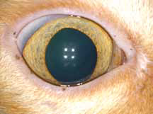 Кот с FIV-инфекцией и токсоплазмозом. На фото переднего отрезка двусторонний вялотекущий передний увеит и начальные катарактальные изменения в хрусталиках. На фото глазного дна признаки хронического хориоретинита (правый глаз хуже)