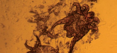 Отодектоз плотоядных животных (Otodectosis carnivorum)