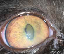 Двусторонний гранулематозный передний увеит с роговичными преципитатами и задними синехиями у кошки с сухой формой FIP(фото до и после мидриаза),при офтальмоскопии признаки гипервискозного синдрома.