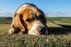 Новое исследование о собаках с избыточным весом
