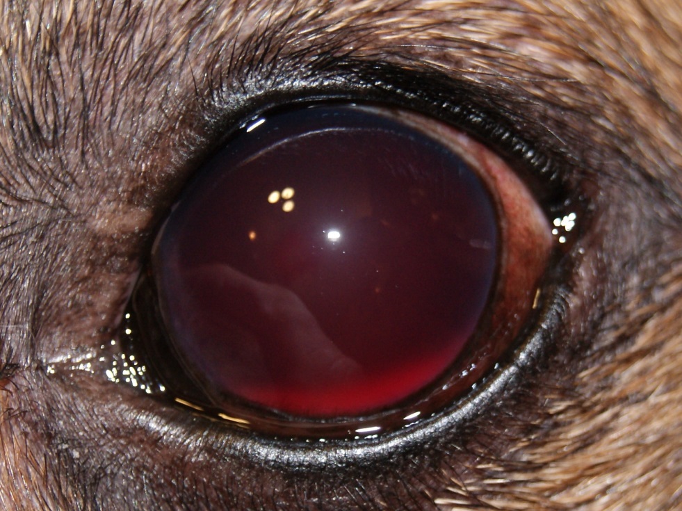 Рисунок 3. Внешний вид глазного яблока собаки при тотальном гемофтальме и подозрении на ОС.