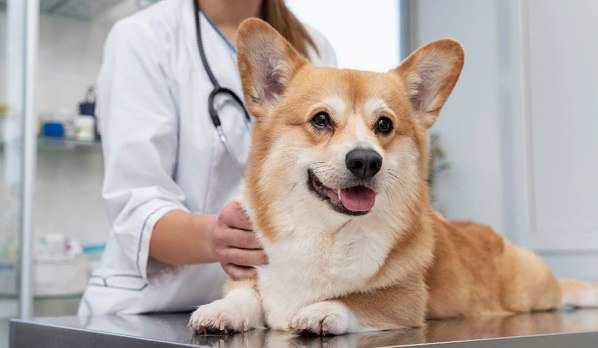 Исследование факторов риска первичной гипоадренокортицизма у собак методом случай‐контроль