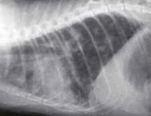 Латеральная грудная рентгенограмма кошки с токсоплазменной пневмонией (Photograph by Craig Greene© 2004 University of Georgia Research Foundation Inc.) [17]