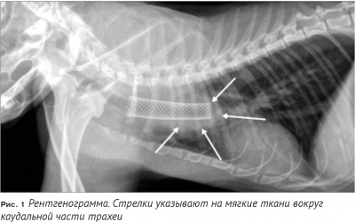 Клинический случай злокачественной обструкции трахеи у кошки долгосрочные результаты