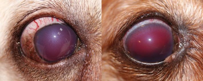 Глаукома у собак. Причины, симптомы, диагностика и лечение.