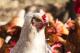Более 40 млн птиц уничтожено в США из-за гриппа птиц