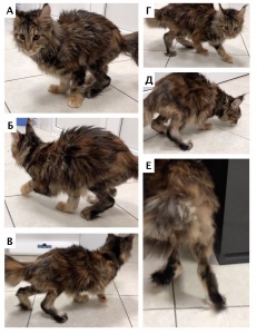 Оперативное лечение двусторонней контрактуры четырехглавой мышцы бедра у кошки. Обзор вопроса. Техники оперативного лечения