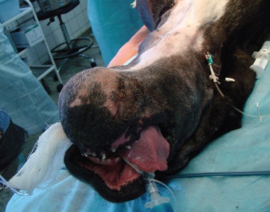 Возможности реконструктивной хирургии нижней челюсти у собак