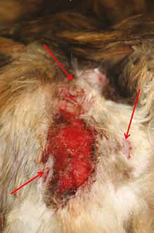 Множественные спонтанные разрывы кожи (отмечены стрелками) у кошки с ГАК с синдромом хрупкости кожи