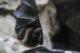 Учёные выяснили, как бешенство влияет на поведение летучих мышей-вампиров