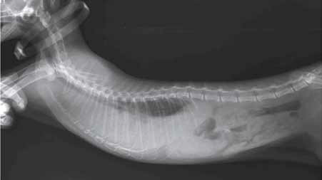Рентгенограммы котенка с выпотным FIP (хорошо визуализируется экссудативный плеврит)