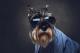Исследователи доказали, что обоняние собак интегрировано со зрением