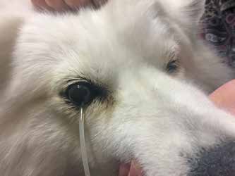 Проведение гониоскопии при помощи гониолинзы Баркана собаке с первичной закрытоугольной глаукомой