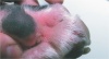 Новое об атопическом дерматите у собак