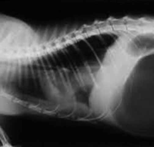 Кошки с диафрагмальной грыжей и заворотом желудка