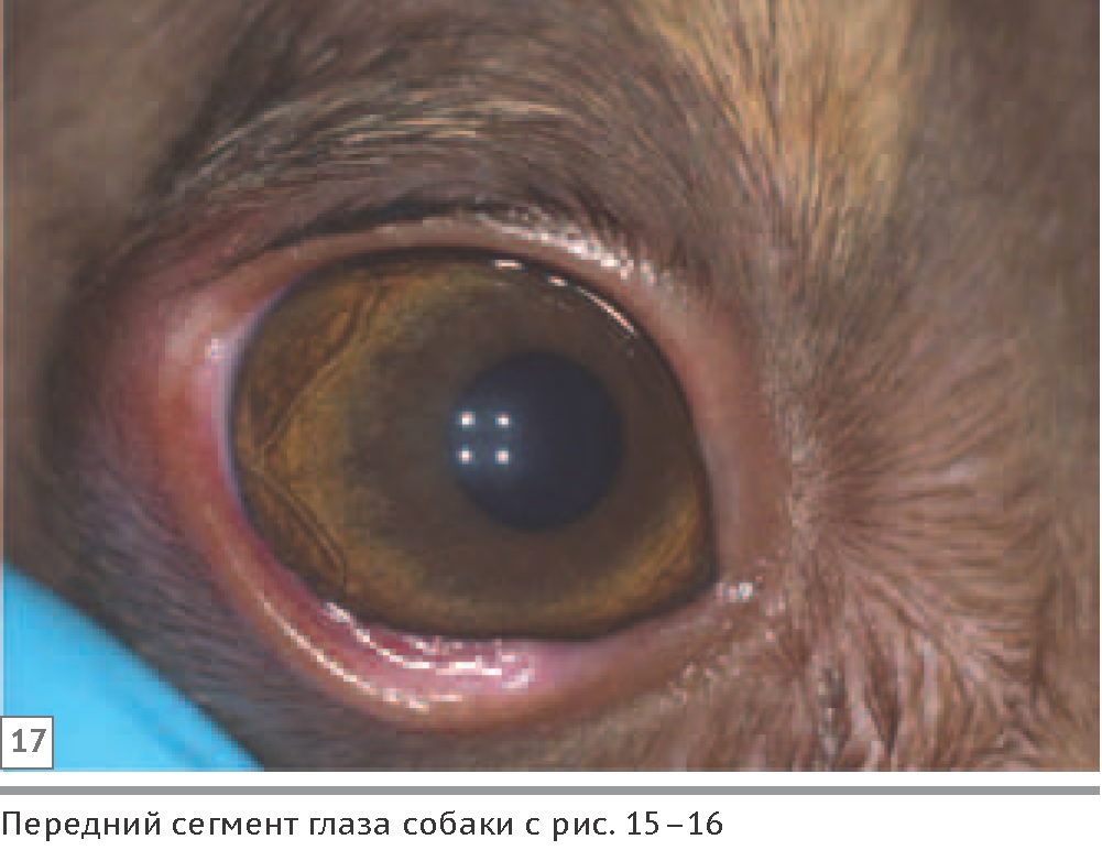 Гифема глаза у кота лечение