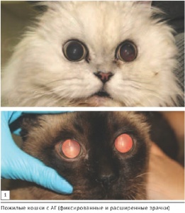Офтальмологические проявления системной гипертензии у кошек / Ocular manifestations of systemic hypertension in cats