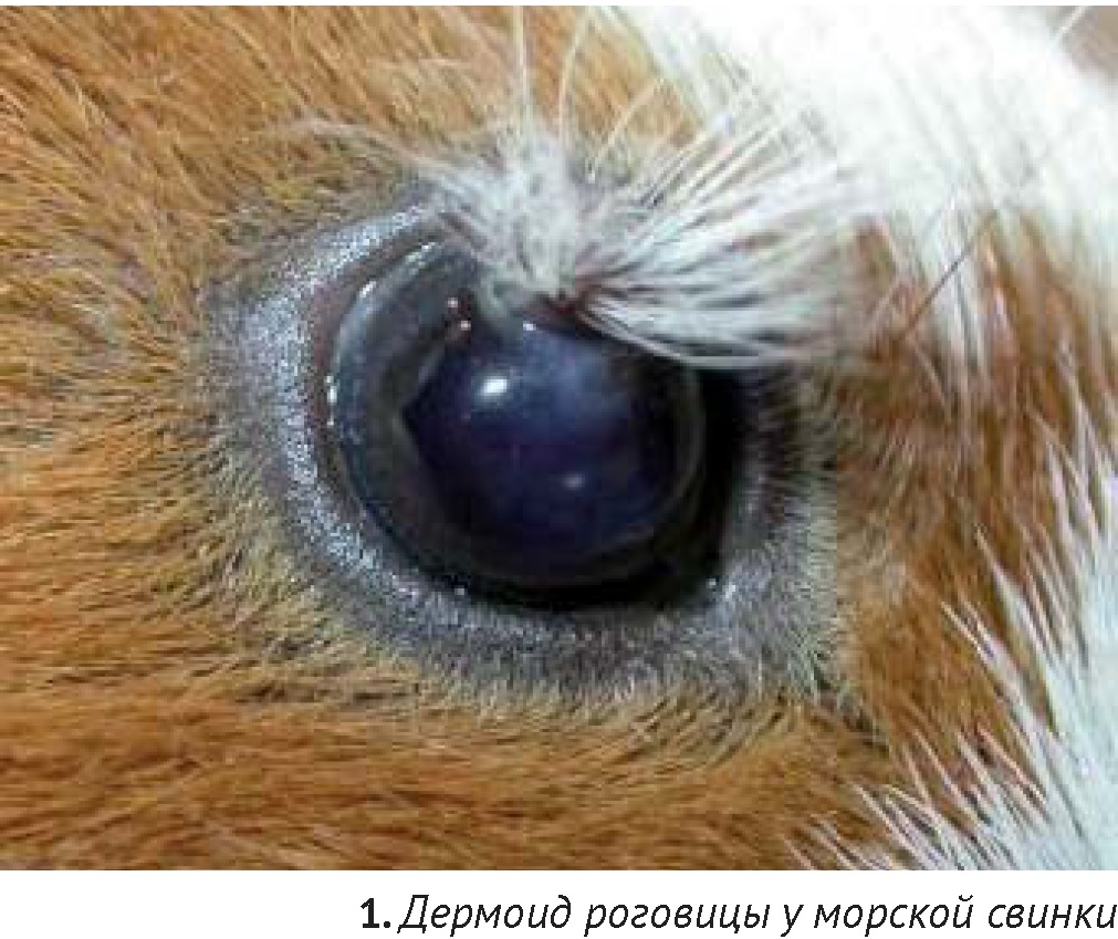 Крысы глаз лечение бельмо
